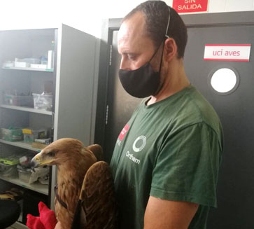 Veterinarios de Orthem atendieron a más de 3.800 ejemplares de especies autóctonas en el último año en el CRAS de Madrid