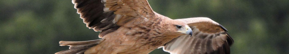 El número de águilas imperiales en Madrid se ha duplicado en la última década