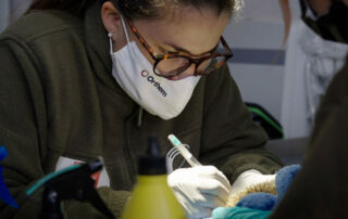 El CRAS de Madrid atendió en 2023 a más animales que nunca con 8.000 ejemplares