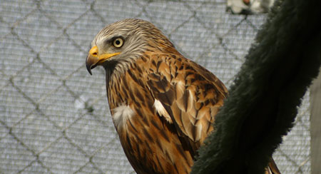 La liberación de Benito: Un pequeño gran logro en la conservación de la fauna silvestre