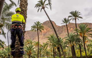 El Palmeral de Orihuela ya forma parte de la red europea de jardines históricos
