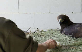 Más de mil personas se suman al proyecto ‘Apadrina un Ave’ del CRAS de Madrid