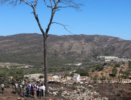 Las labores de recuperación tras el incendio forestal de Montitxelvo, en Valencia, ya están al 50% y finalizarán antes de lo previsto