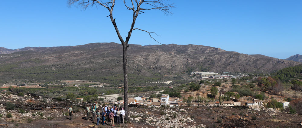 Las labores de recuperación tras el incendio forestal de Montitxelvo, en Valencia, ya están al 50% y finalizarán antes de lo previsto