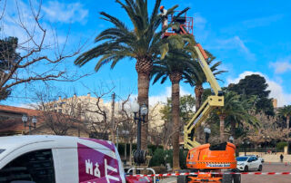 Actúa garantiza la salud de las palmeras de Jumilla con un tratamiento preventivo