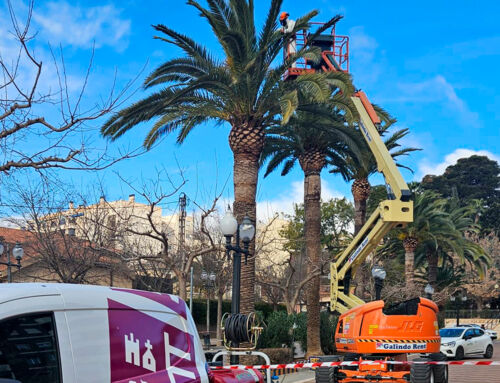 Actúa garantiza la salud de las palmeras de Jumilla con un tratamiento preventivo