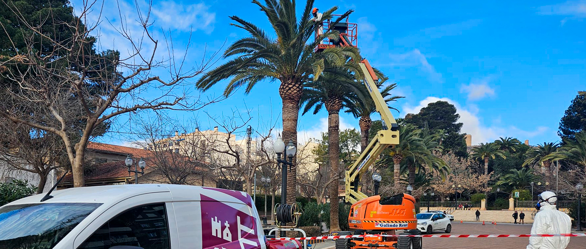 Actúa garantiza la salud de las palmeras de Jumilla con un tratamiento preventivo