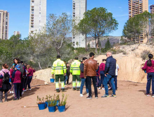 Un centenar de escolares de Benidorm plantan más de 200 especies autóctonas en El Moralet