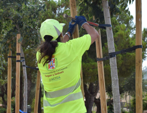 Más de 250 árboles nuevos refuerzan el arbolado urbano de Cartagena en lo que va de año