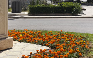 Torrevieja continúa mejorando sus zonas verdes con actuaciones de mantenimiento y renovación