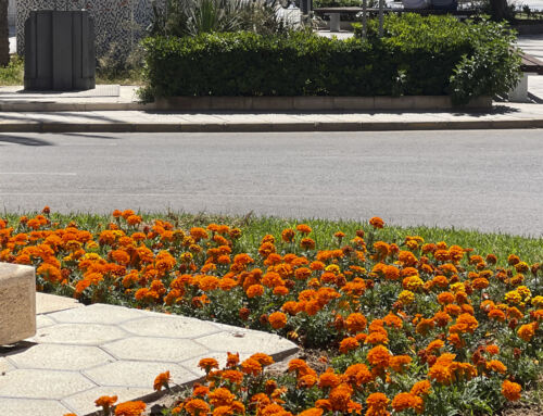 Torrevieja continúa mejorando sus zonas verdes con actuaciones de mantenimiento y renovación
