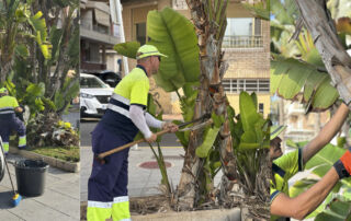 Torrevieja embellece sus zonas verdes con nuevas plantaciones durante el verano