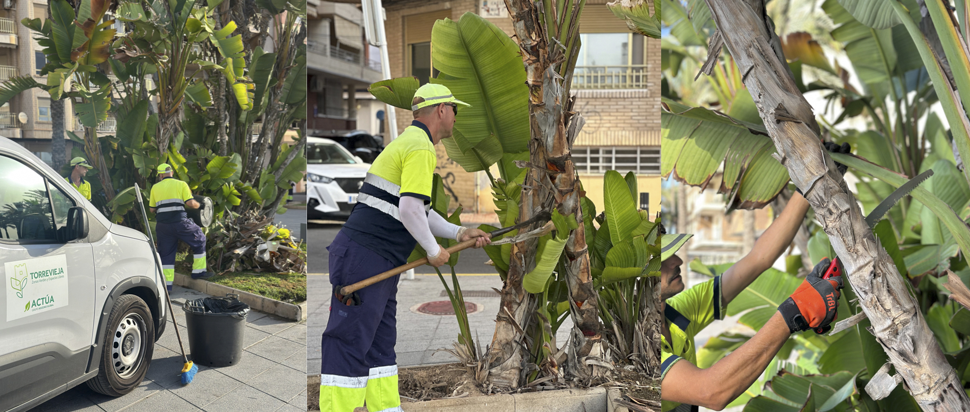 Torrevieja embellece sus zonas verdes con nuevas plantaciones durante el verano