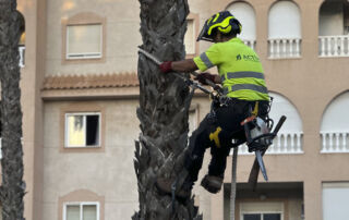 Actúa inicia la poda de más de 5.500 palmeras en Torrevieja