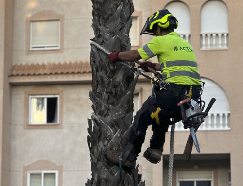 Actúa inicia la poda de más de 5.500 palmeras en Torrevieja
