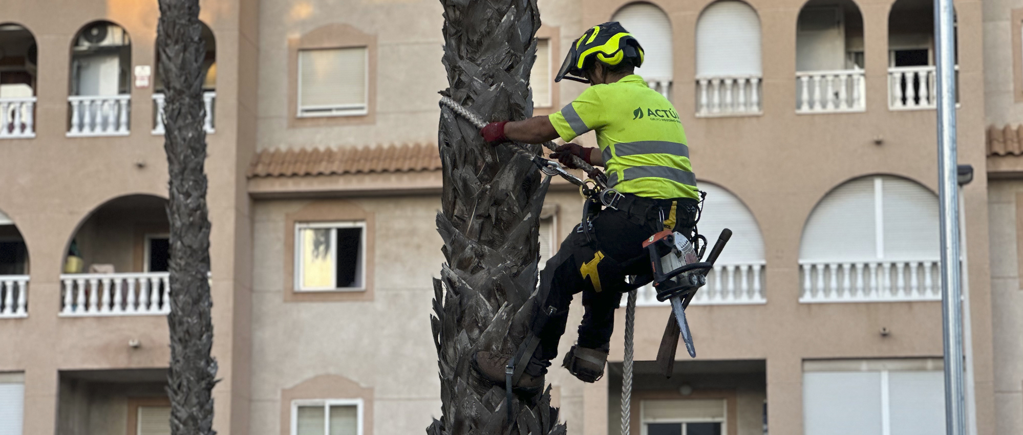 Actúa inicia la poda de más de 5.500 palmeras en Torrevieja