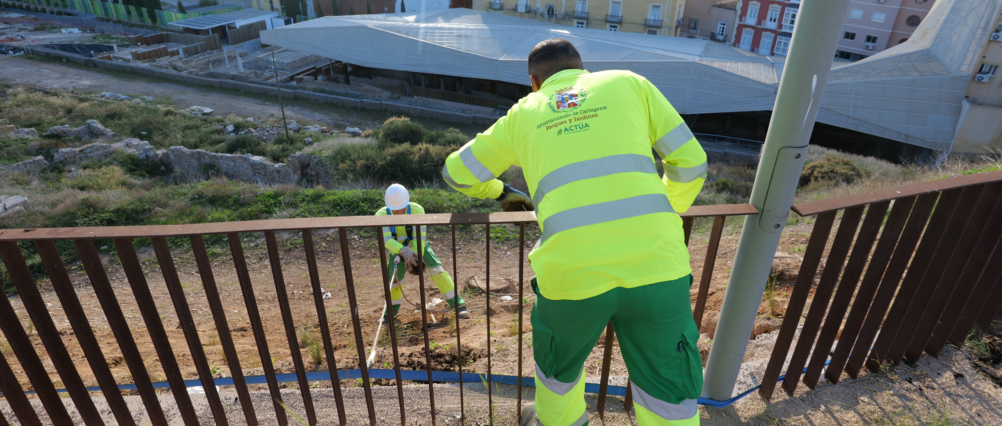El Ayuntamiento de Cartagena restaura el talud del Molinete con especies autóctonas