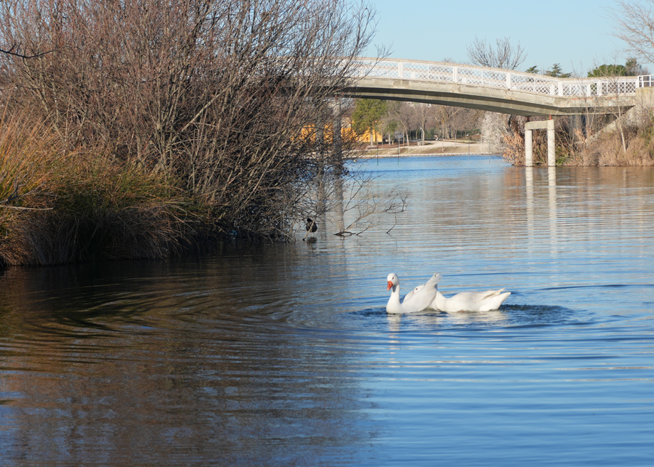 Polvoranca: el gran parque del sur de Madrid se renueva para seguir siendo esencial Polvoranca: el gran parque del sur de Madrid se renueva para seguir siendo esencial