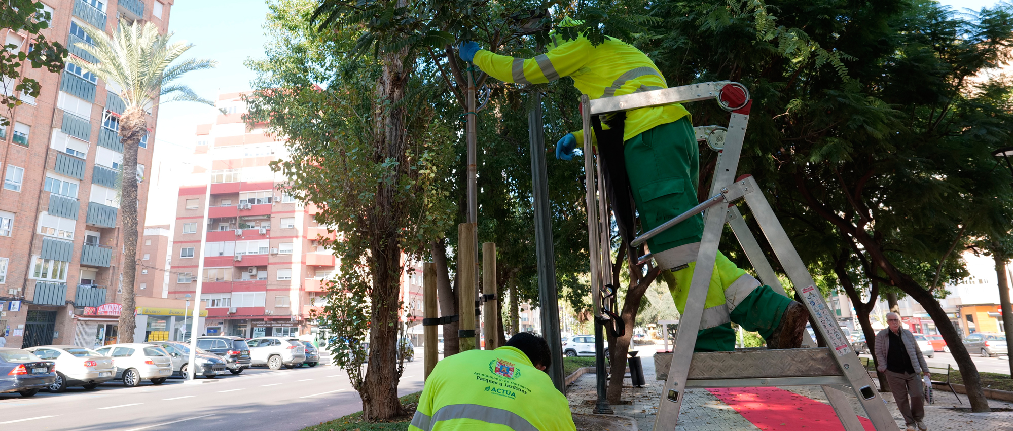 El Ayuntamiento de Cartagena cierra el año con más de 300 nuevos árboles plantados en todo el municipio