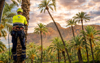 El cultivo del algodón brota de nuevo en el Palmeral de Orihuela