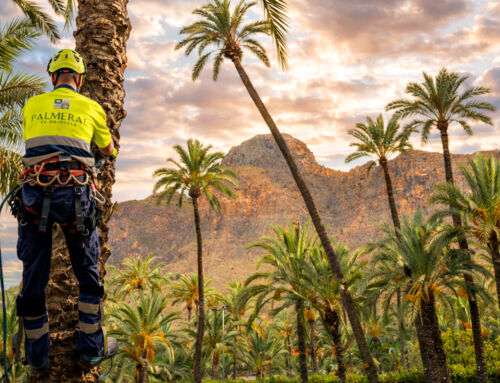 El cultivo del algodón brota de nuevo en el Palmeral de Orihuela