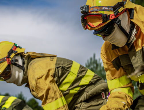 Por qué es necesario gestionar los bosques: motivos ecológicos, económicos y de salud pública