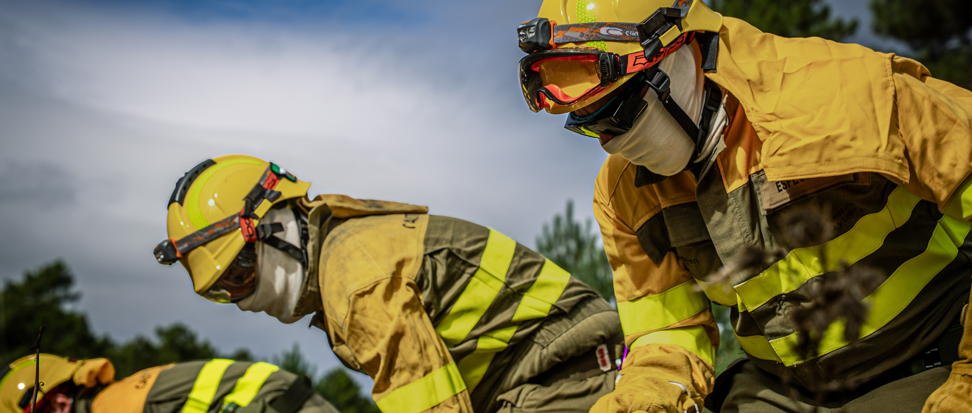 Por qué es necesario gestionar los bosques: motivos ecológicos, económicos y de salud pública