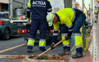 Cerca de medio centenar de nuevos árboles mejoran la sombra y el paisaje urbano en Torrevieja