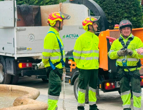 Lorca protege su patrimonio arbóreo con sistemas de sustentación de última tecnología para garantizar la seguridad ciudadana