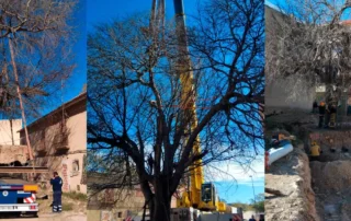 Un nuevo hogar para el almez centenario de San Juan de Alicante