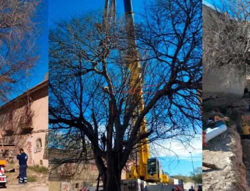 Un nuevo hogar para el almez centenario de San Juan de Alicante