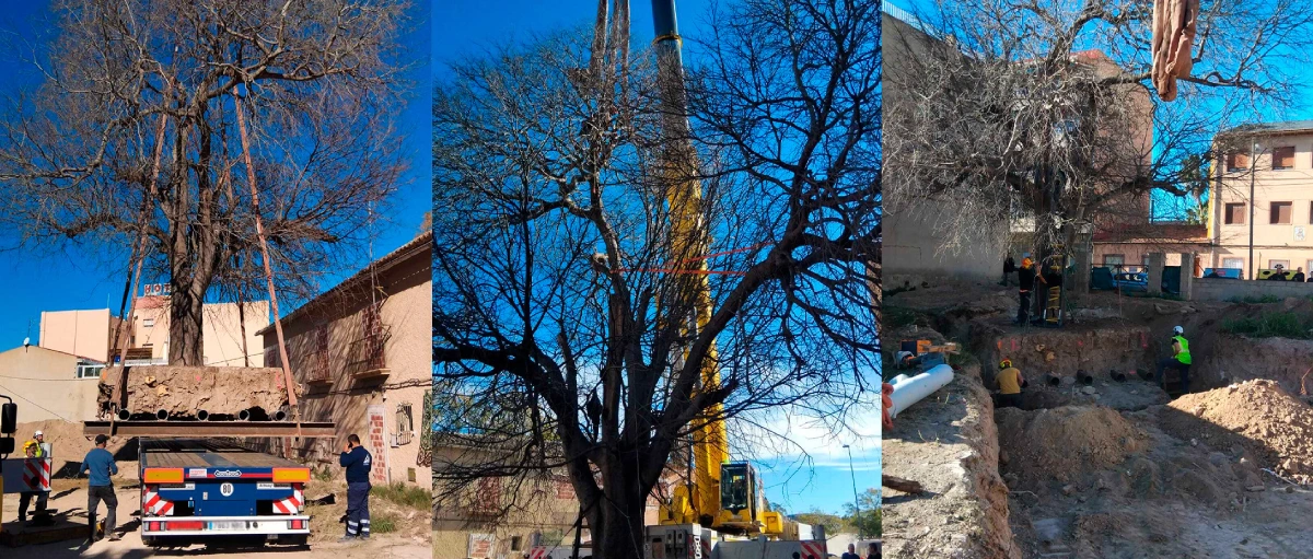 Un nuevo hogar para el almez centenario de San Juan de Alicante