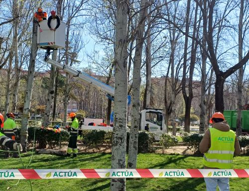 Actúa forma en Torrejón de Ardoz a once alumnos en técnicas de arboricultura moderna
