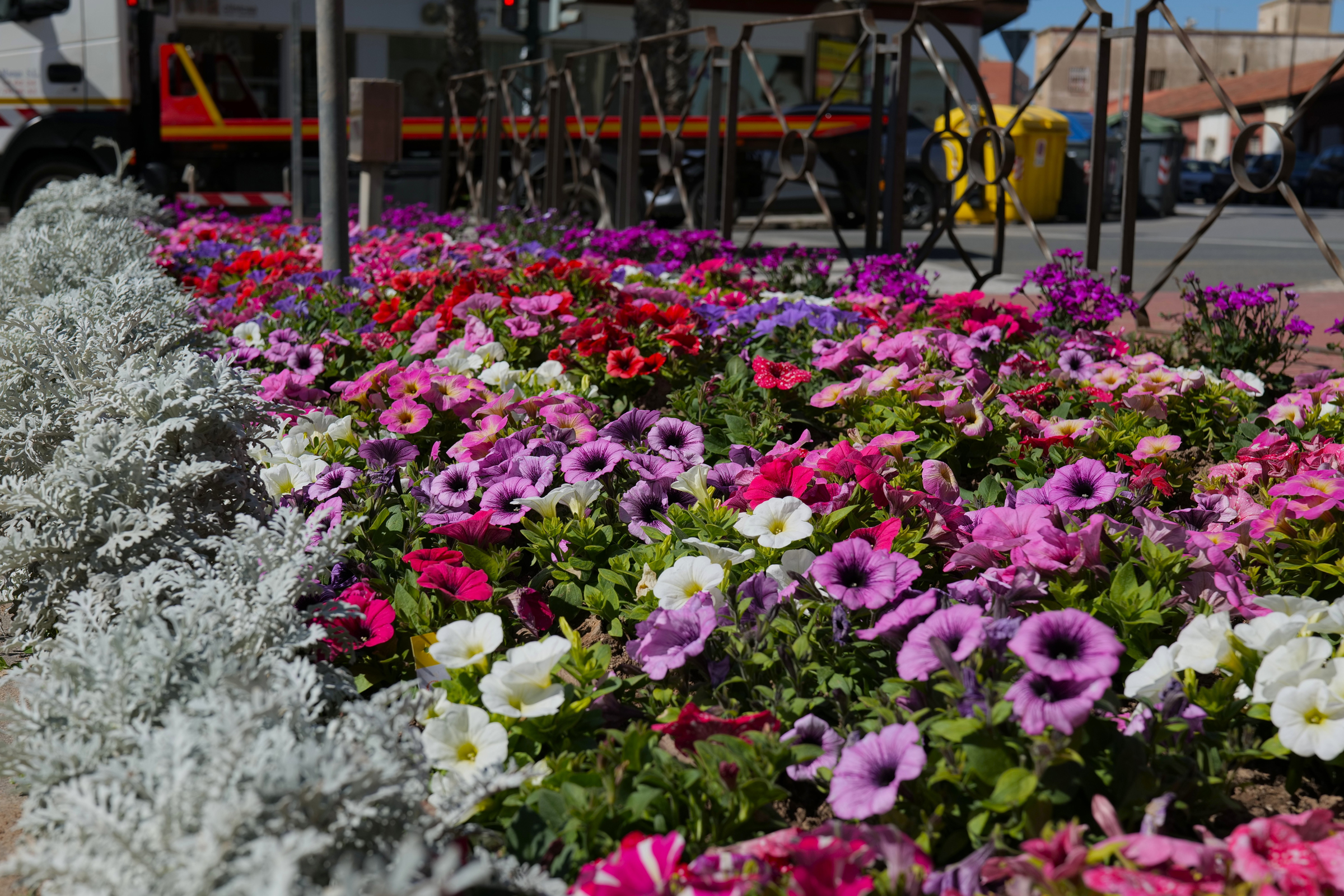 Cartagena luce sus mejores galas con 30.000 flores para su Semana Santa Cartagena luce sus mejores galas con 30.000 flores para su Semana Santa