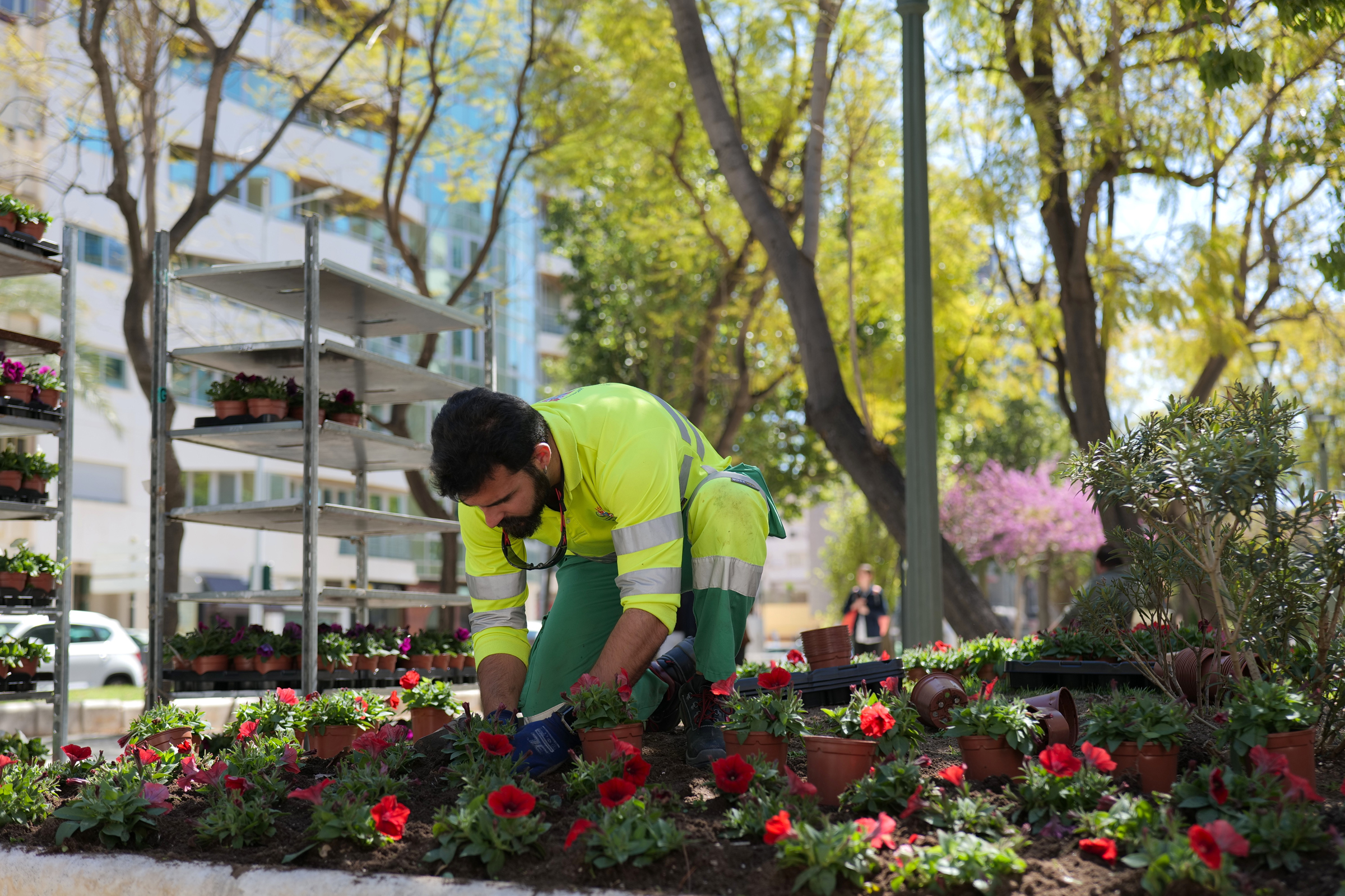 Cartagena luce sus mejores galas con 30.000 flores para su Semana Santa Cartagena luce sus mejores galas con 30.000 flores para su Semana Santa