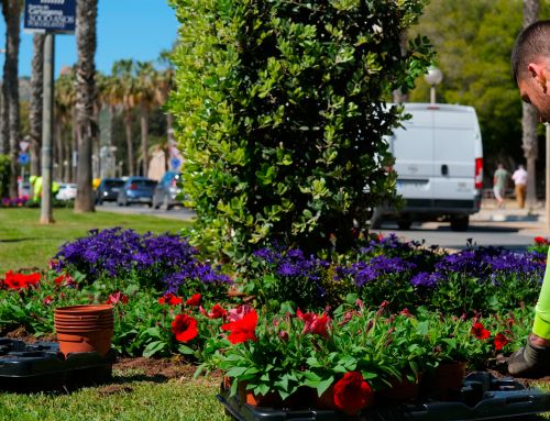 Cartagena luce sus mejores galas con 30.000 flores para su Semana Santa