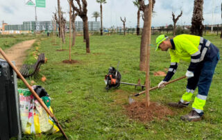 Torrevieja refuerza la zona de El Limonar con la plantación de 200 moreras y la renovación del mobiliario urbano
