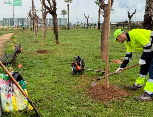 Torrevieja refuerza la zona de El Limonar con la plantación de 200 moreras y la renovación del mobiliario urbano