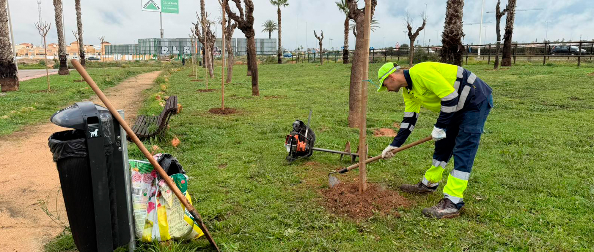 Torrevieja refuerza la zona de El Limonar con la plantación de 200 moreras y la renovación del mobiliario urbano