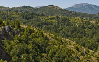 Una mirada a la conservación de los bosques del Noroeste ante el desafío del cambio climático