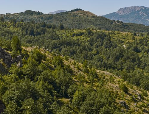 Una mirada a la conservación de los bosques del Noroeste ante el desafío del cambio climático