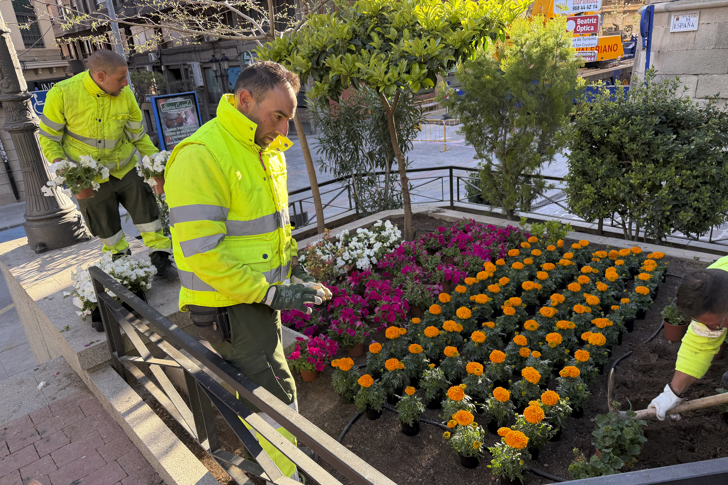 Yecla se viste de primavera con una espectacular cobertura de flores en la plaza de España Yecla se viste de primavera con una espectacular cobertura de flores en la plaza de España