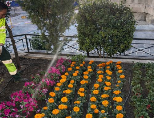 Yecla se viste de primavera con una espectacular cobertura de flores en la plaza de España