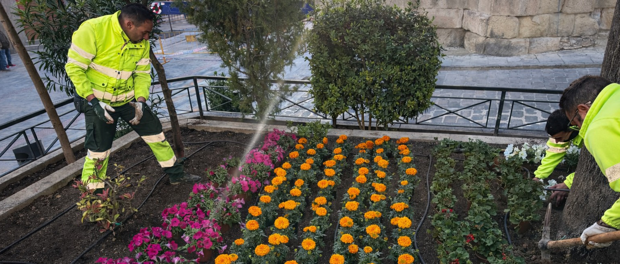 Yecla se viste de primavera con una espectacular cobertura de flores en la plaza de España