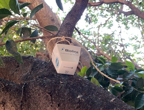 El Ayuntamiento de Cartagena inicia la campaña de control biológico de plagas