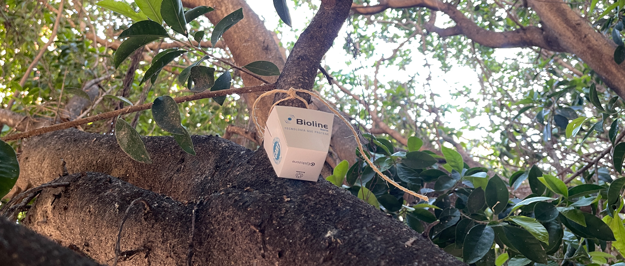 El Ayuntamiento de Cartagena inicia la campaña de control biológico de plagas