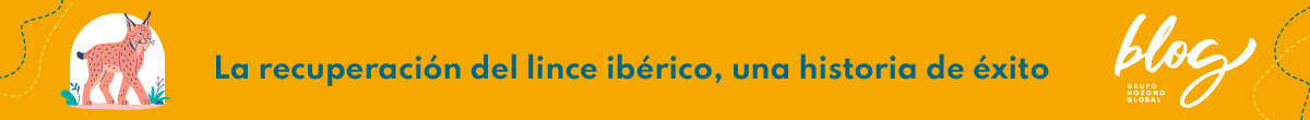Hozono Global - La recuperación del lince ibérico, una historia de éxito