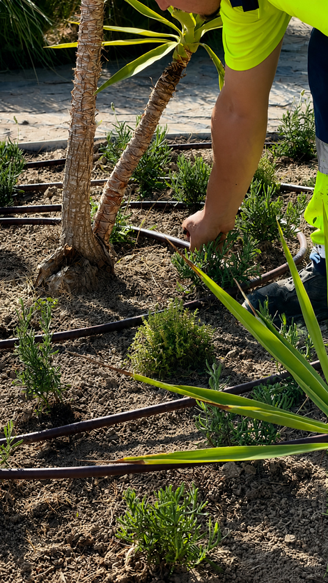 El Parque Aromático renace como referente del paisaje mediterráneo en Torrevieja El Parque Aromático renace como referente del paisaje mediterráneo en Torrevieja