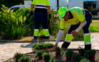 El Parque Aromático renace como referente del paisaje mediterráneo en Torrevieja