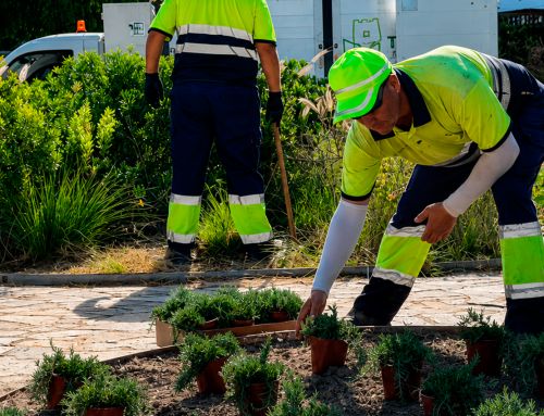 El Parque Aromático renace como referente del paisaje mediterráneo en Torrevieja